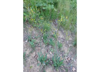 Ausläufer-Habichtskraut (Hieracium bauhinii) - © Philipp Sengl